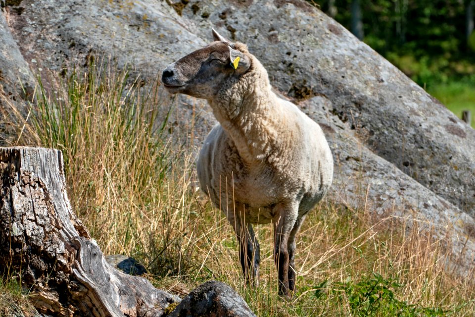 Sheep at Röe castle 4