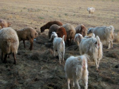 Sheep and Goats of a Rancher - Outskirt of Nishapur - Near Maghrebi mausoleum 26