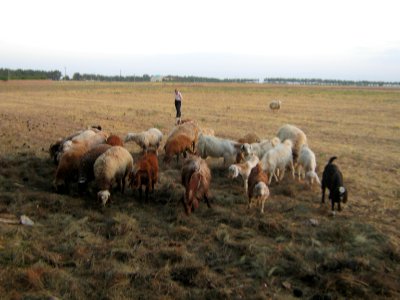 Sheep and Goats of a Rancher - Outskirt of Nishapur - Near Maghrebi mausoleum 02