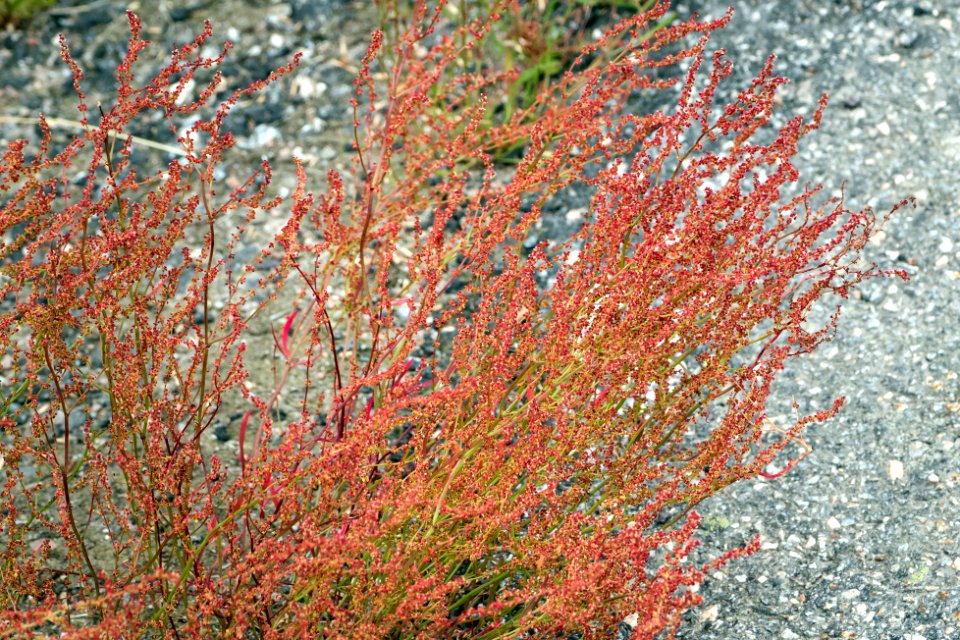 Sheep's sorrel by the side of a road