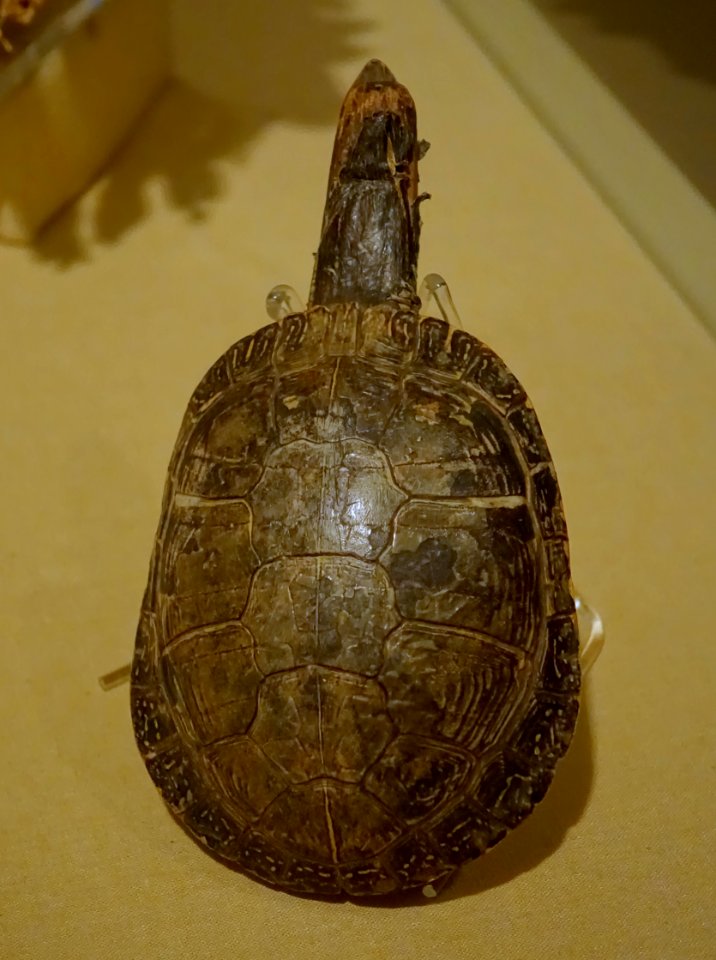Shaman's rattle, tortoise shell, wood, pebbles, cotton - Château Ramezay - Montreal, Canada - DSC07396