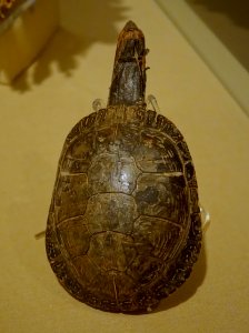 Shaman's rattle, tortoise shell, wood, pebbles, cotton - Château Ramezay - Montreal, Canada - DSC07396