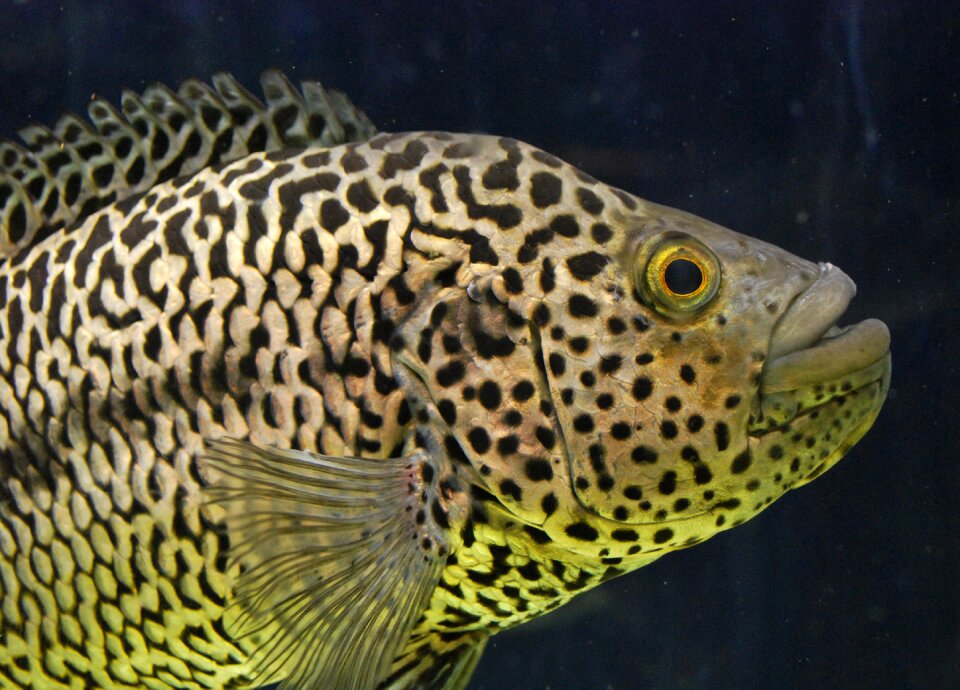 Ocean animal wildlife