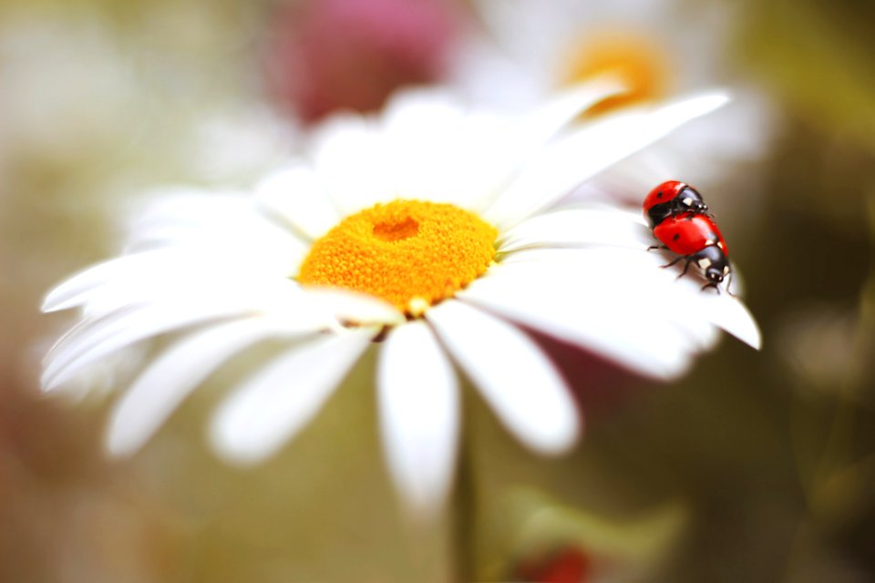Shasta Daisy (224140179)