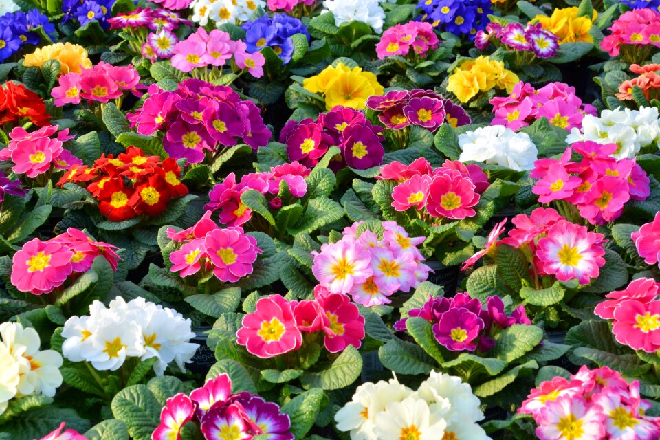 Plant colorful nature