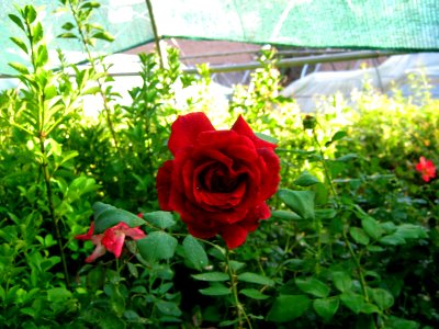Shaghayegh (Eydiani-Idiani) flower shop - 17 st - Nishapur 35