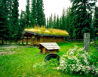 Log cabin rustic grass roof photo