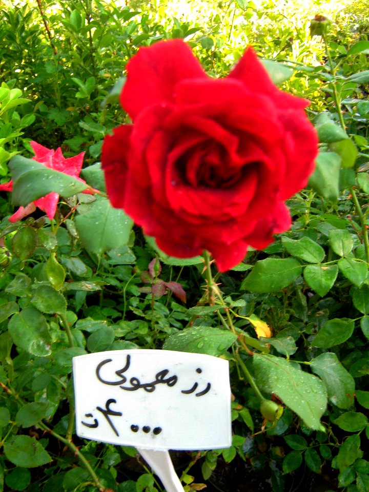 Shaghayegh (Eydiani-Idiani) flower shop - 17 st - Nishapur 33