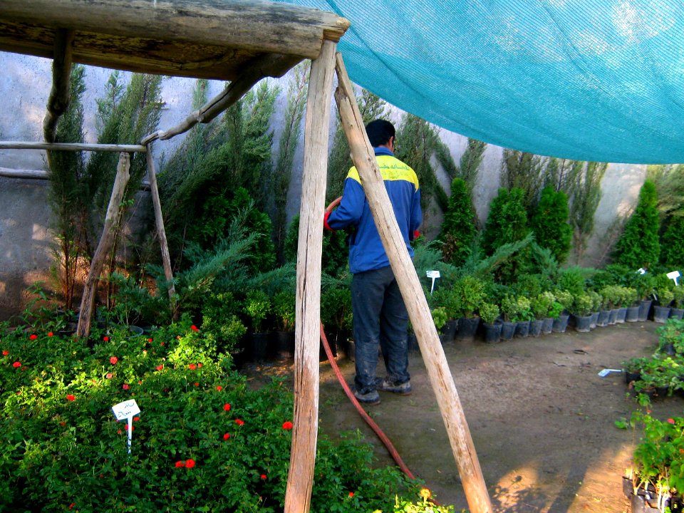 Shaghayegh (Eydiani-Idiani) flower shop - 17 st - Nishapur 11