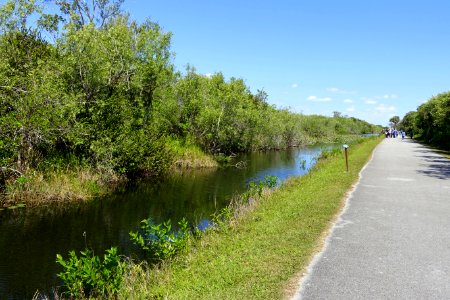 Shark Valley Loop Road - Shark Valley - Everglades National Park - DSC09544