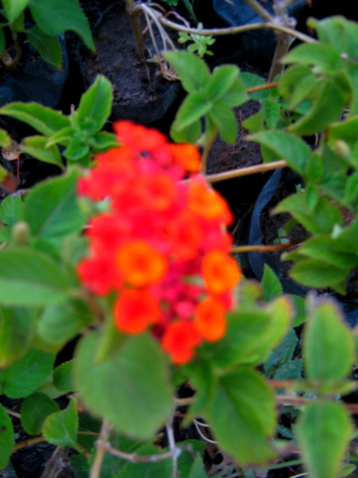 Shaghayegh (Eydiani-Idiani) flower shop - 17 st - Nishapur 67