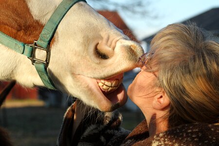 Smile dental animal photo