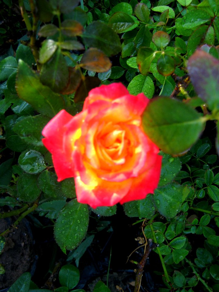 Shaghayegh (Eydiani-Idiani) flower shop - 17 st - Nishapur 44