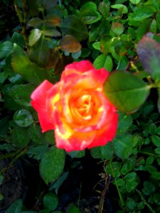 Shaghayegh (Eydiani-Idiani) flower shop - 17 st - Nishapur 44