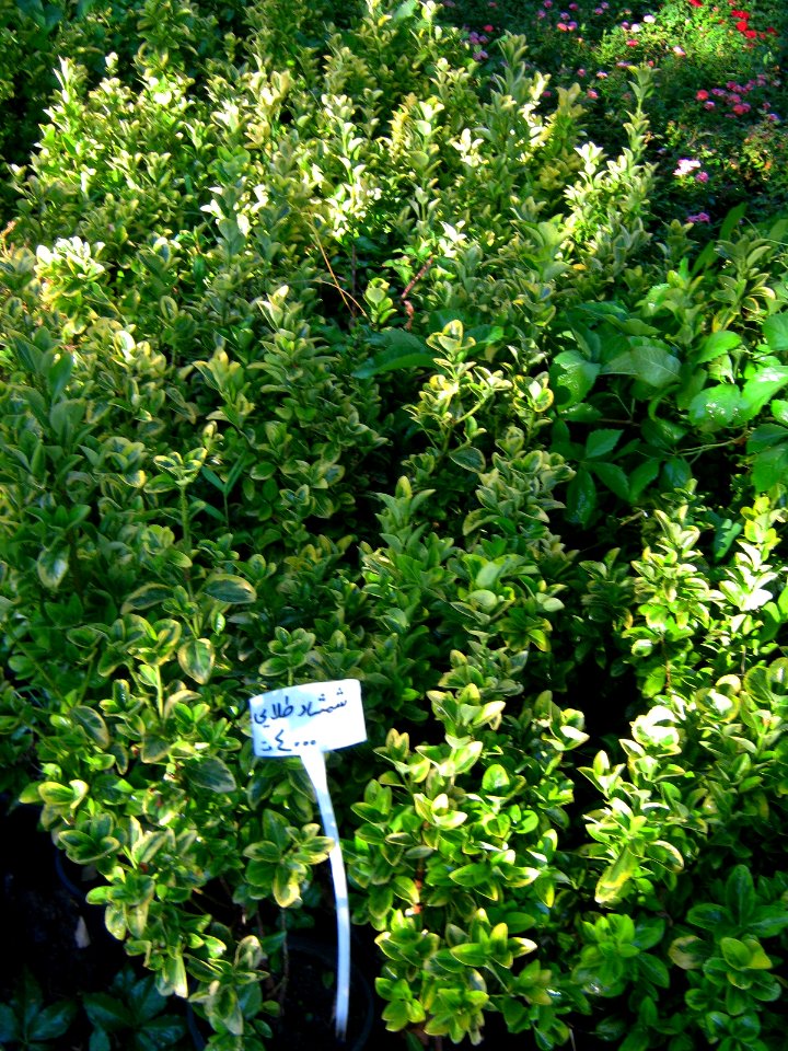 Shaghayegh (Eydiani-Idiani) flower shop - 17 st - Nishapur 20