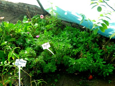 Shaghayegh (Eydiani-Idiani) flower shop - 17 st - Nishapur 17