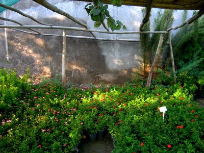 Shaghayegh (Eydiani-Idiani) flower shop - 17 st - Nishapur 10