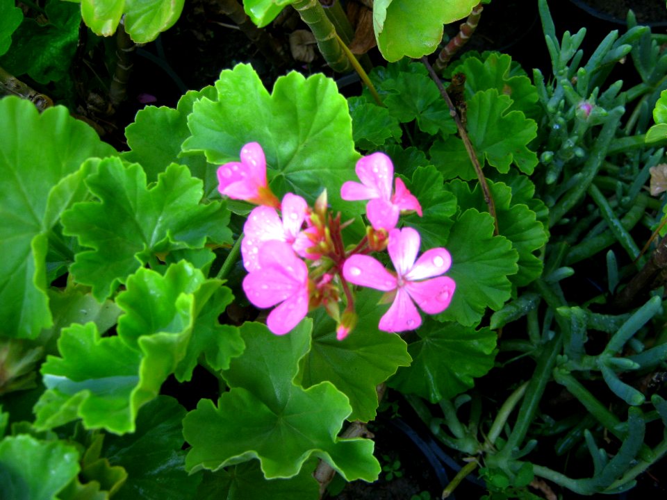 Shaghayegh (Eydiani-Idiani) flower shop - 17 st - Nishapur 84