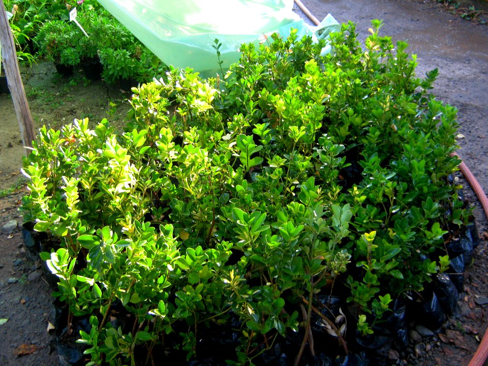 Shaghayegh (Eydiani-Idiani) flower shop - 17 st - Nishapur 12