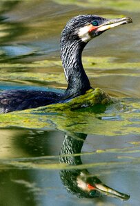 Cormorant waterfowl birds