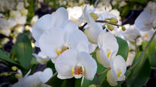 Bloom white nature photo