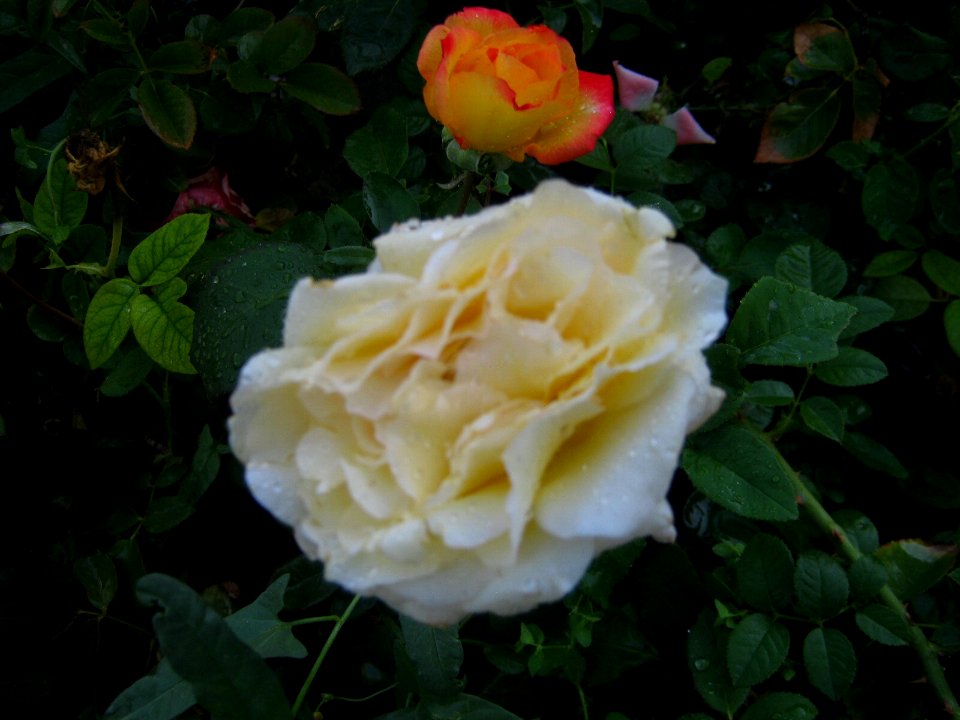 Shaghayegh (Eydiani-Idiani) flower shop - 17 st - Nishapur 52