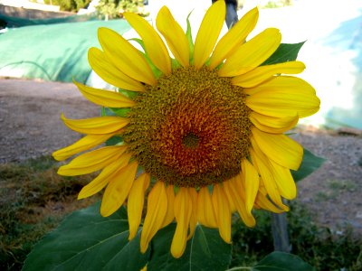 Shaghayegh (Eydiani-Idiani) flower shop - 17 st - Nishapur 62