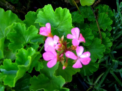 Shaghayegh (Eydiani-Idiani) flower shop - 17 st - Nishapur 83