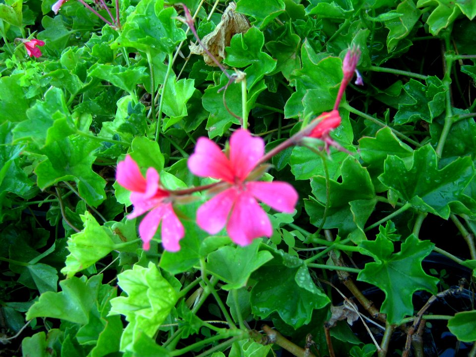 Shaghayegh (Eydiani-Idiani) flower shop - 17 st - Nishapur 74