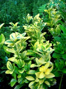Shaghayegh (Eydiani-Idiani) flower shop - 17 st - Nishapur 60