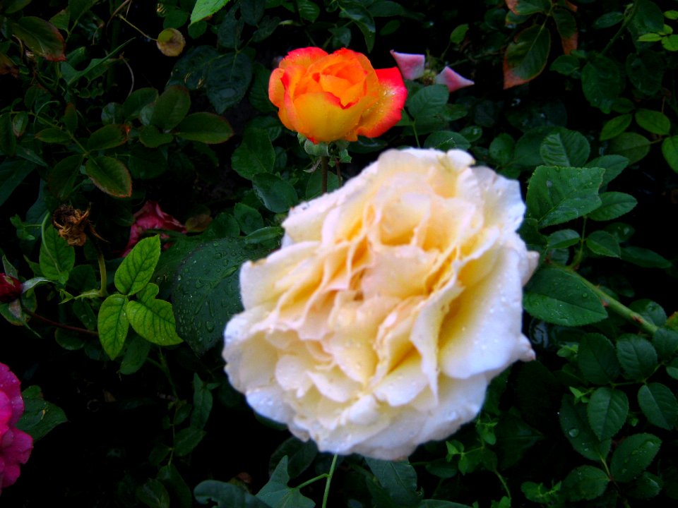Shaghayegh (Eydiani-Idiani) flower shop - 17 st - Nishapur 51