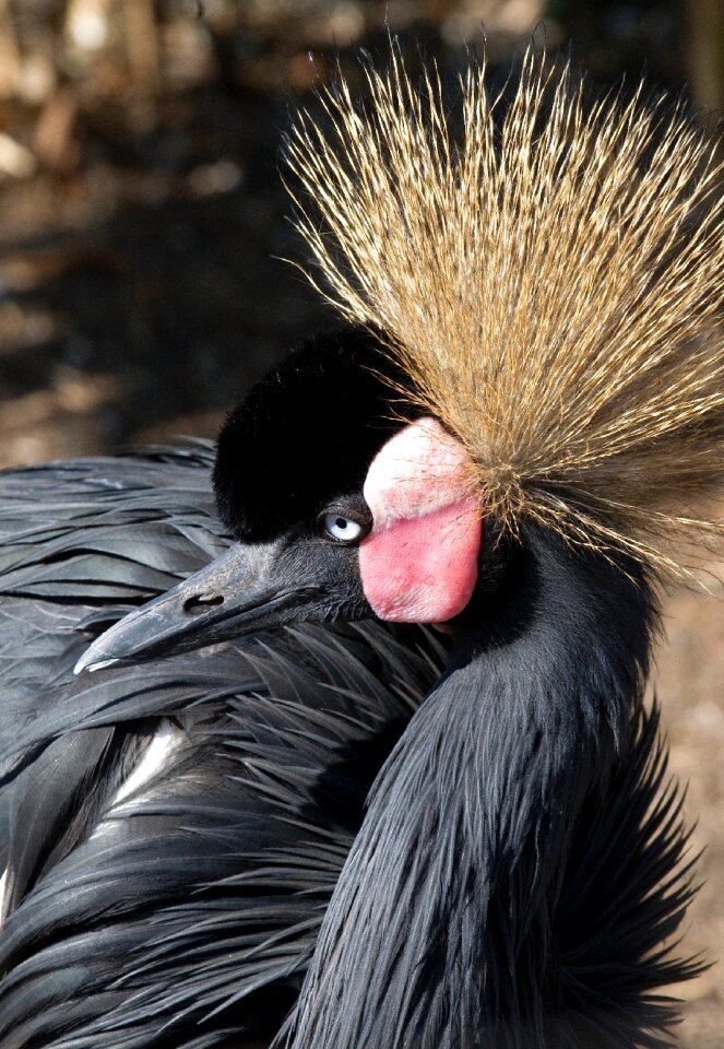 Grey crowned crane birds crane