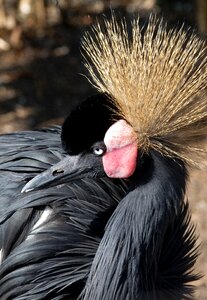 Grey crowned crane birds crane