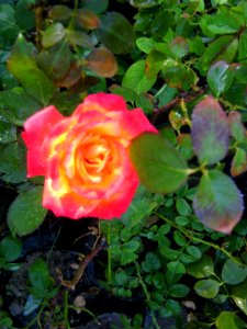 Shaghayegh (Eydiani-Idiani) flower shop - 17 st - Nishapur 47