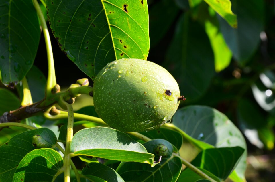 Fruit walnut tree maturation