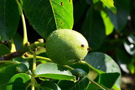 Fruit walnut tree maturation photo