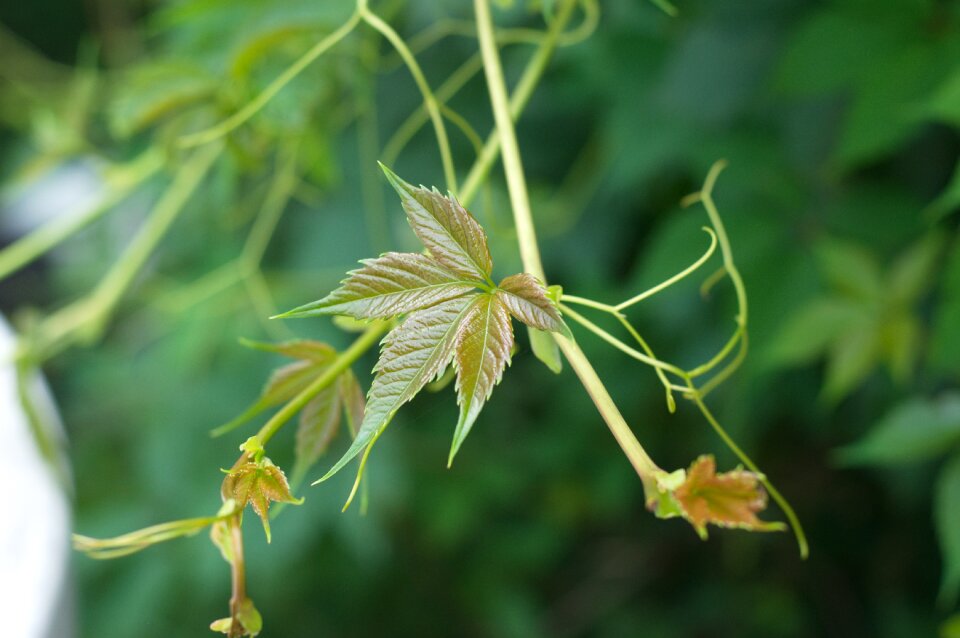 Plant leaves closeup