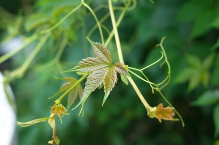Plant leaves closeup