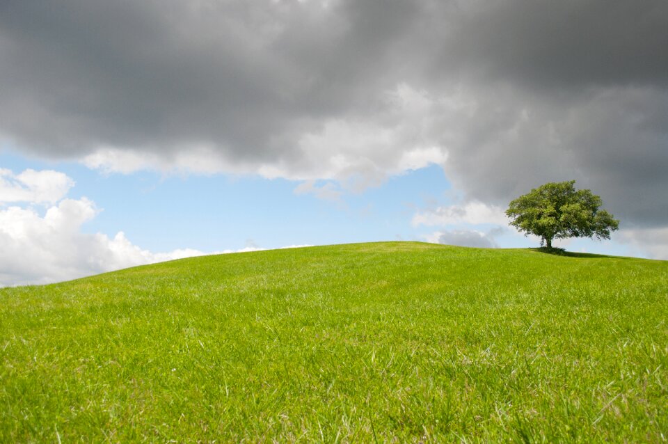 Green meadow outdoor