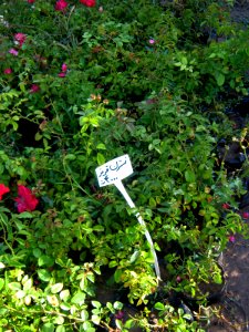 Shaghayegh (Eydiani-Idiani) flower shop - 17 st - Nishapur 41