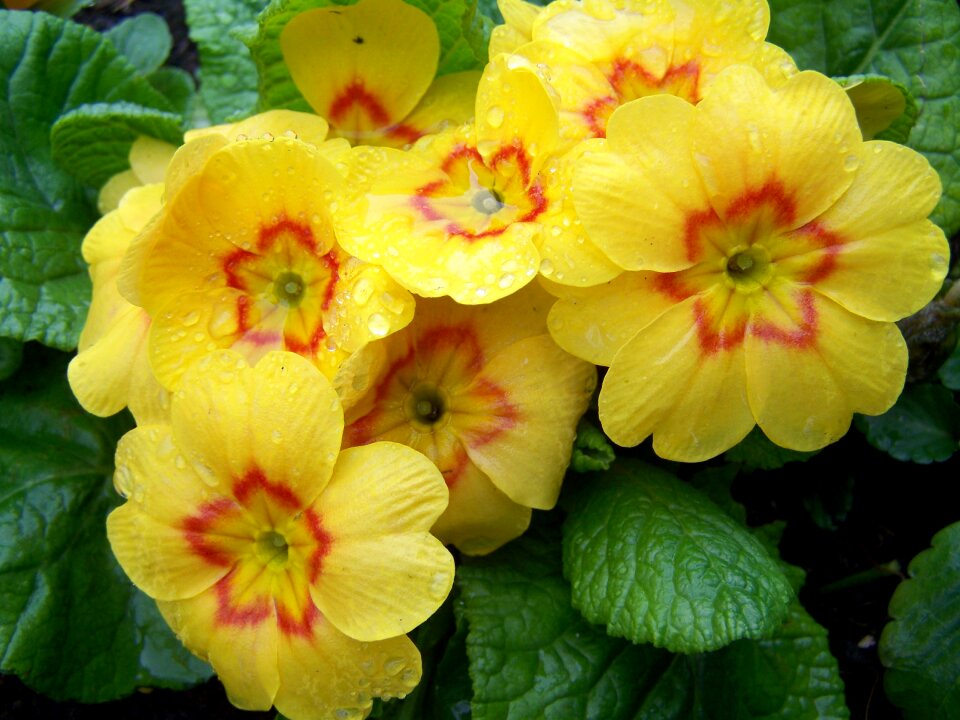 Primula yellow primrose spring flower
