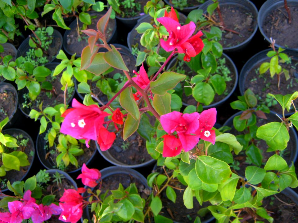 Shaghayegh (Eydiani-Idiani) flower shop - 17 st - Nishapur 78