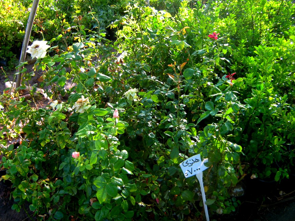 Shaghayegh (Eydiani-Idiani) flower shop - 17 st - Nishapur 29
