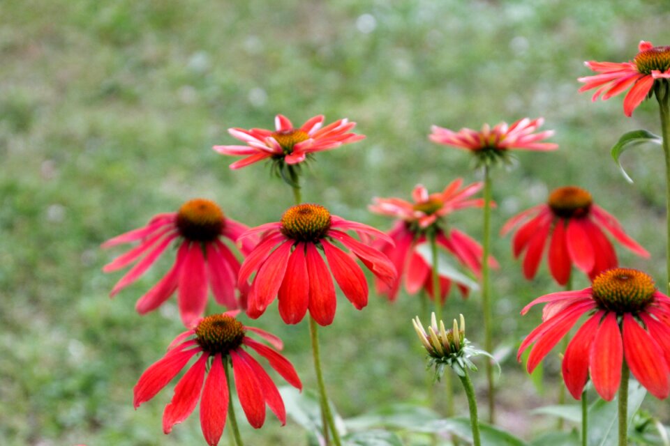 Bloom close up red
