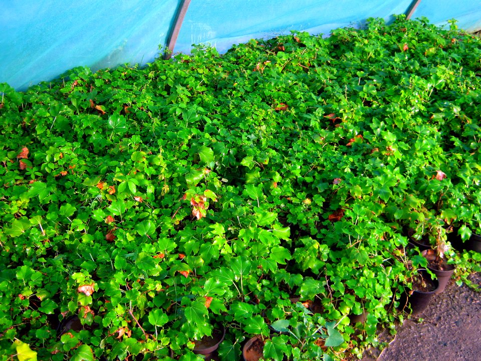 Shaghayegh (Eydiani-Idiani) flower shop - 17 st - Nishapur 14