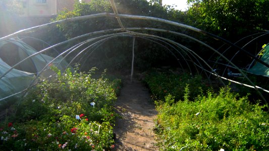 Shaghayegh (Eydiani-Idiani) flower shop - 17 st - Nishapur 88