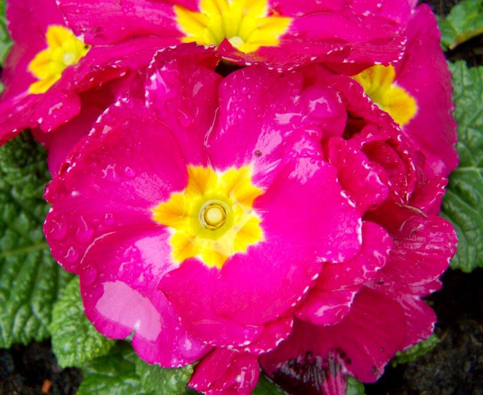 Primula pink primrose spring flower