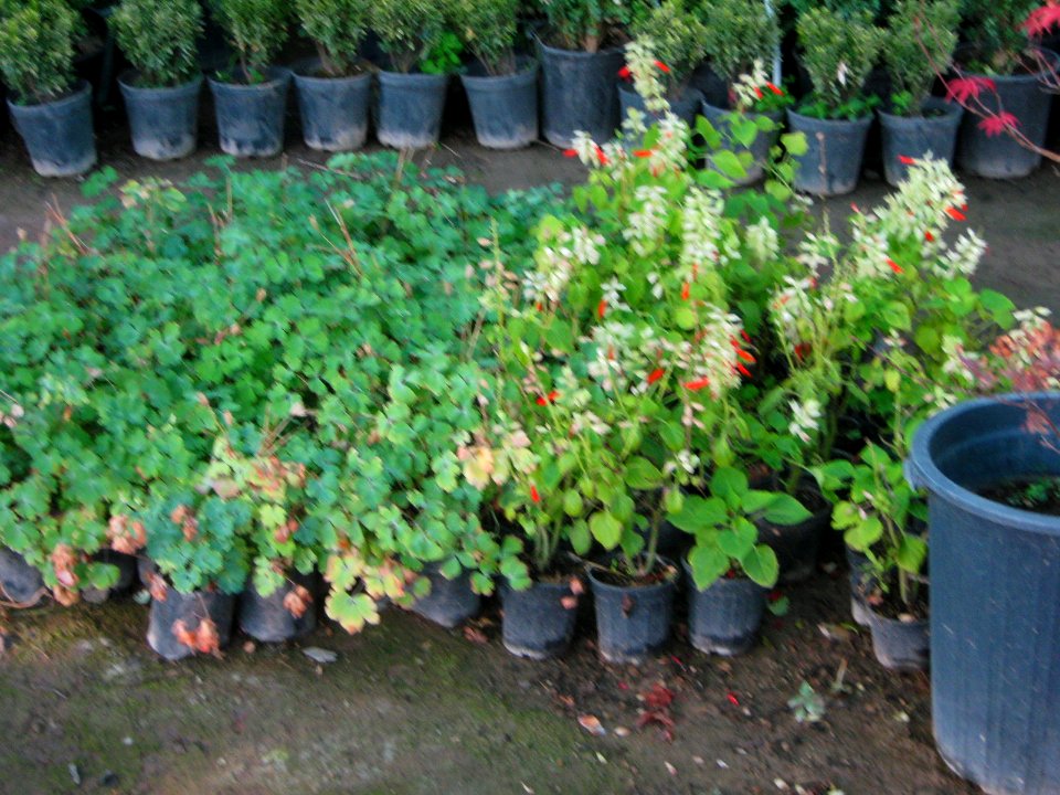 Shaghayegh (Eydiani-Idiani) flower shop - 17 st - Nishapur 03