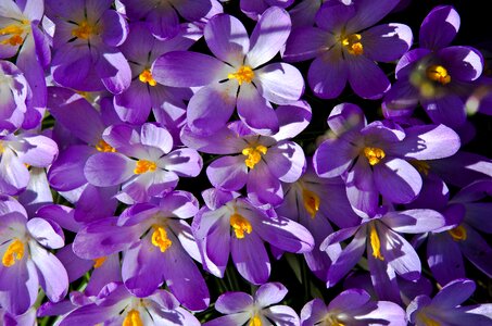 Blossom bloom spring flower