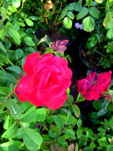 Shaghayegh (Eydiani-Idiani) flower shop - 17 st - Nishapur 42